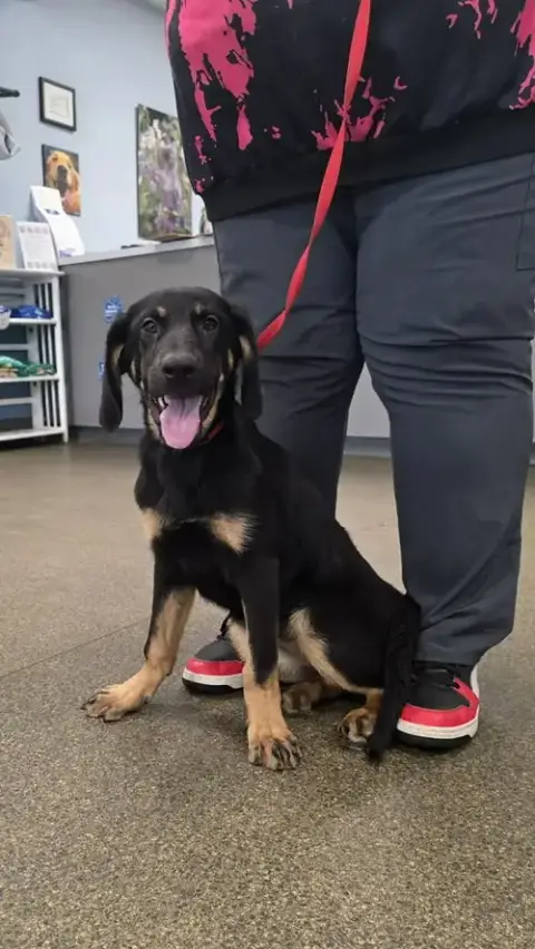 Pr Paws