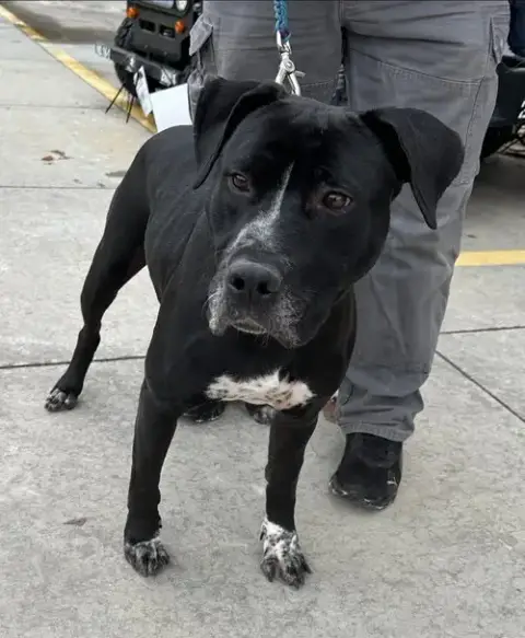 Tyson
