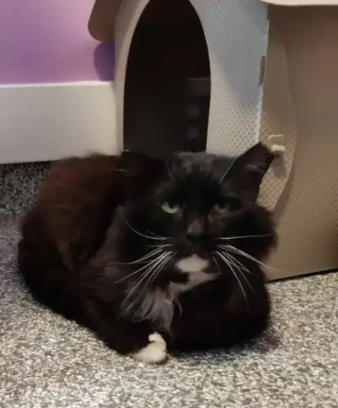 Floofy Cedeno * In Foster * photo 3