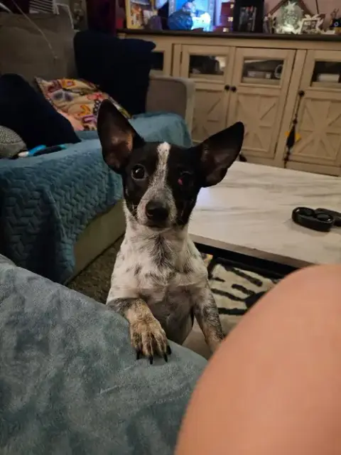 Chico Benito