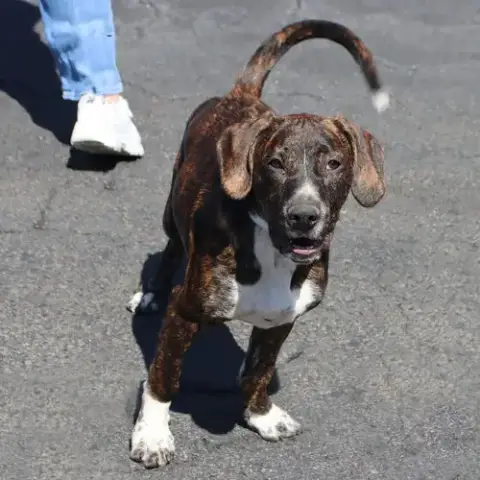 Logan'S Pup Gill photo 4