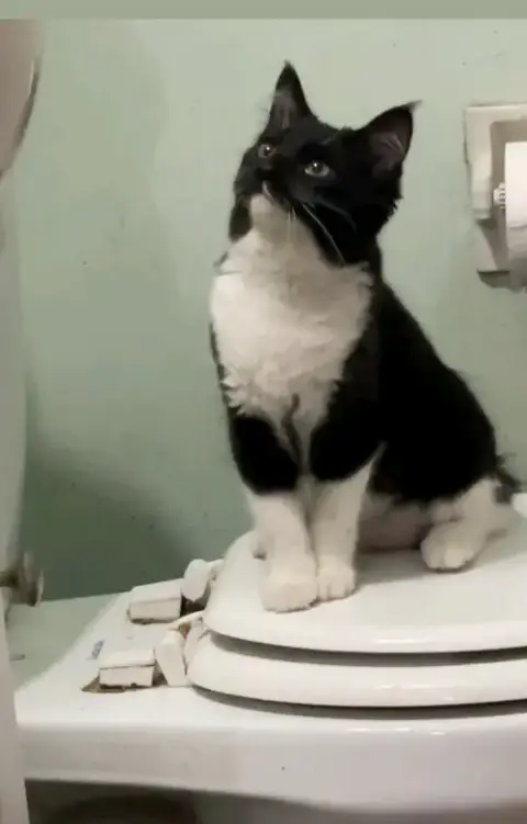 Juju Bean
