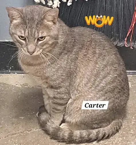 Carter photo 2