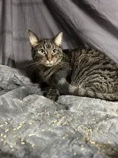 Tabby photo 3