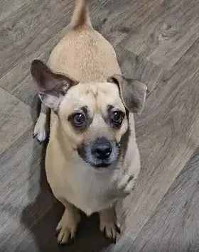 Duke