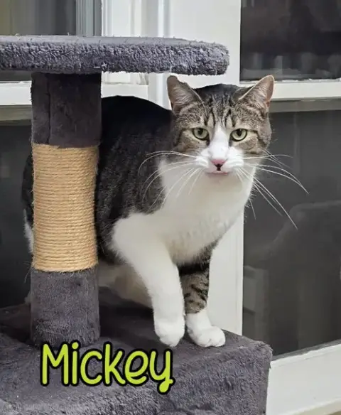 Mickey photo 2