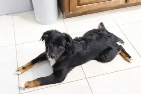 Enzo photo 3