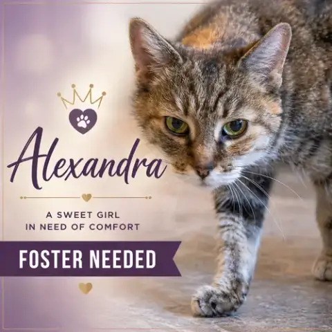 Alexandra: Hospice Foster Requested
