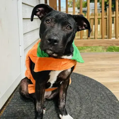 Boo photo 4