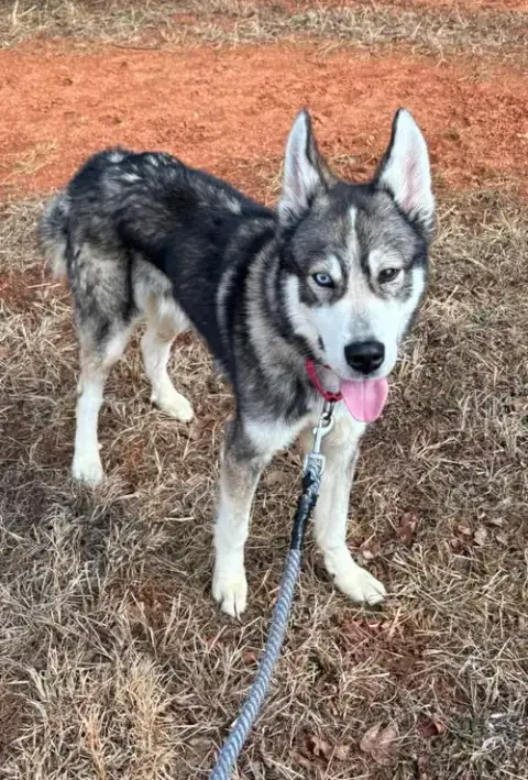 Balto: Not At Shelter photo 4
