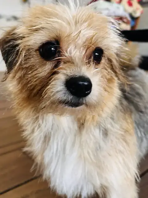 Gigi photo 4