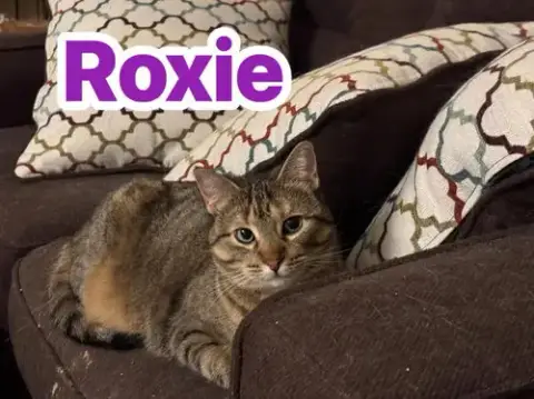 Roxie photo 3