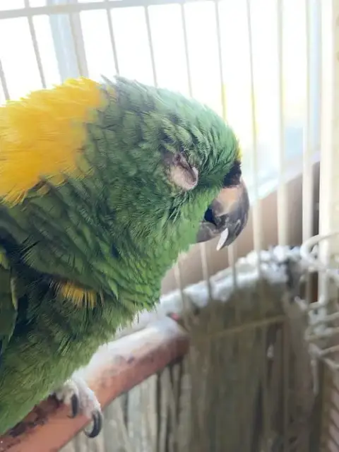 Lorita