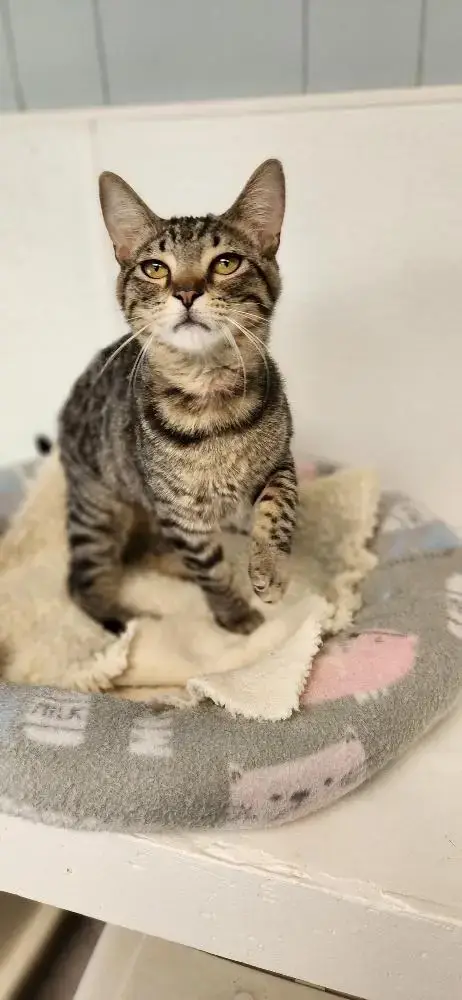 Cat 27541 photo 2
