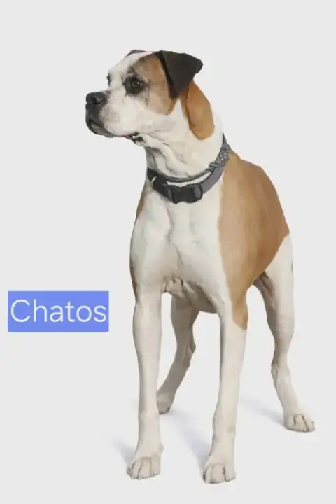 Chatos