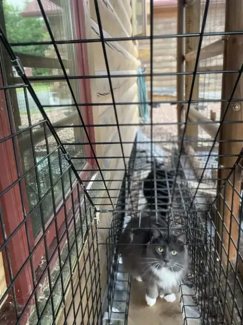 Adopter Clark