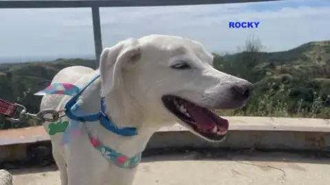 Rocky photo 4