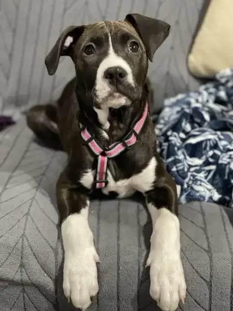 Frankie photo 4
