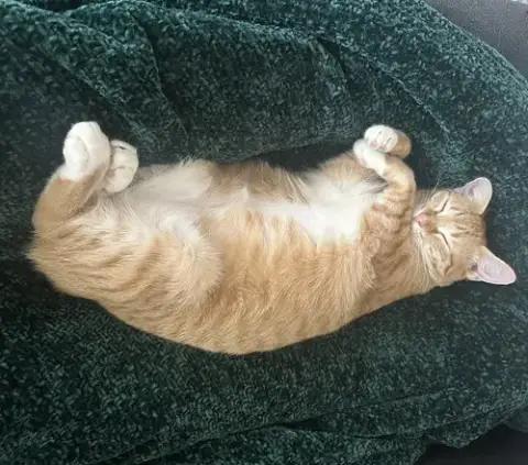 Cheeto #Bestie-Of-Cheets photo 3