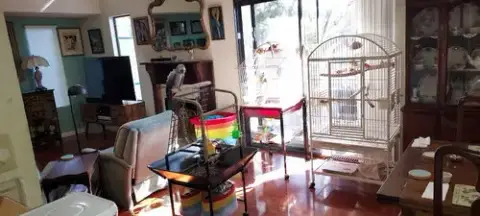 (Pending Adoption) Mozart photo 3