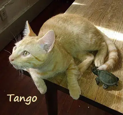 Tango #Bestie-Of-Little-Bobbie