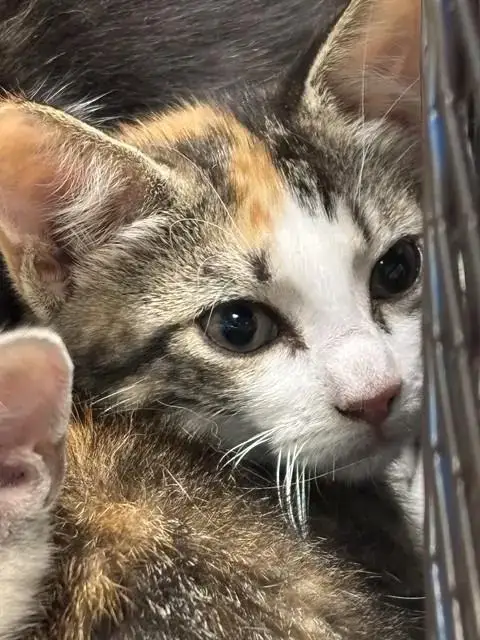 Josie