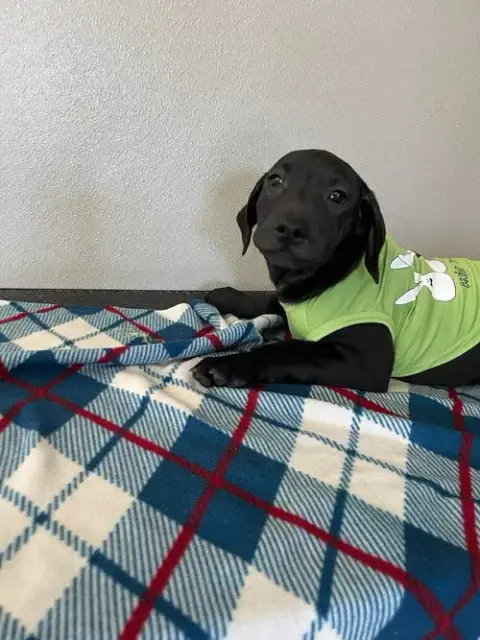 Coffee Puppies