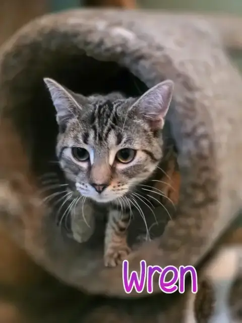Wren photo 4