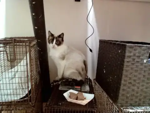 Tiya
