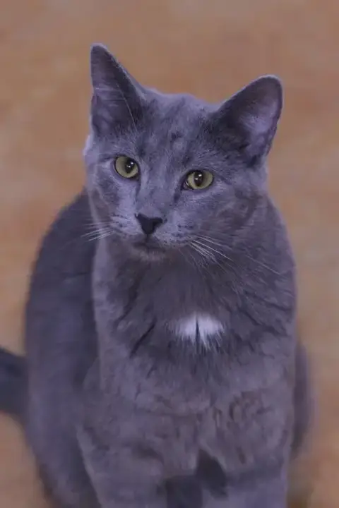 Dusty photo 4