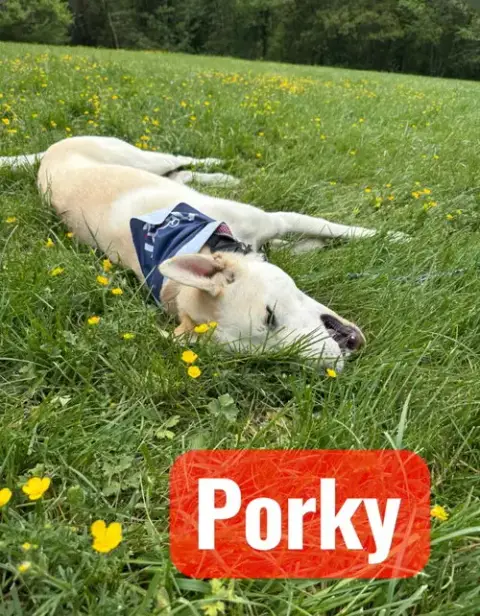 Porky Pig photo 2