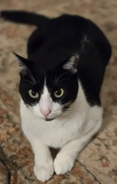 Felix photo 2