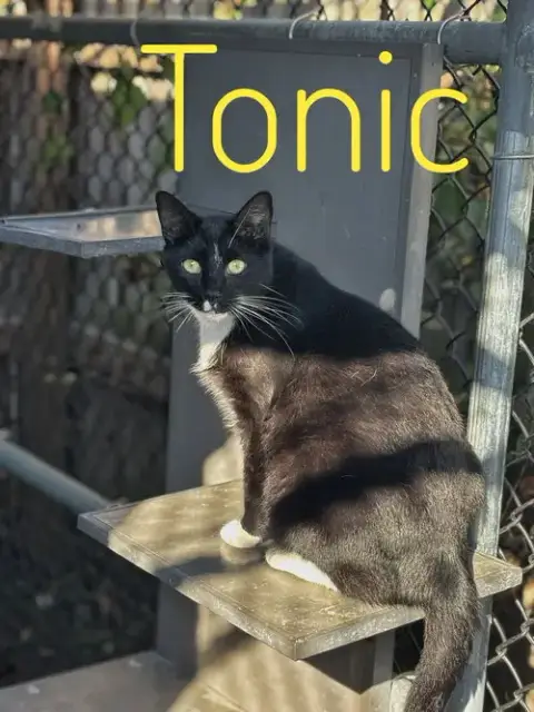 Tonic