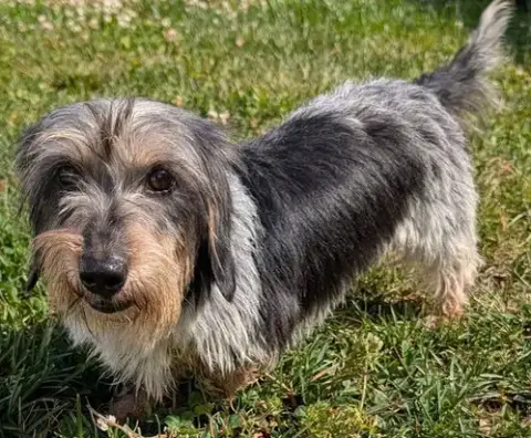 Poppy In Tn photo 4
