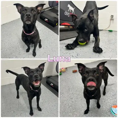 Luna