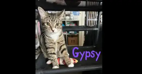 Gypsy "Dime
