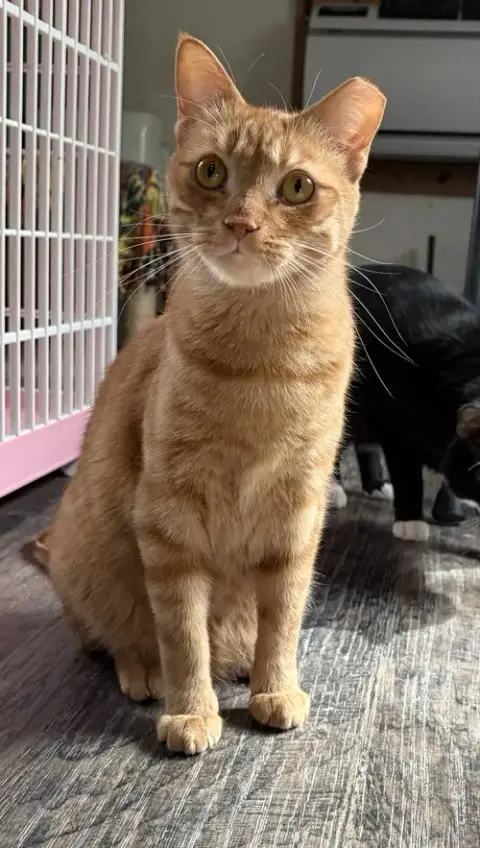 Ginger Boy photo 2