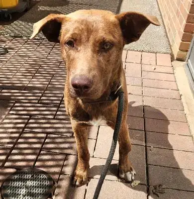 *Brindle Bob