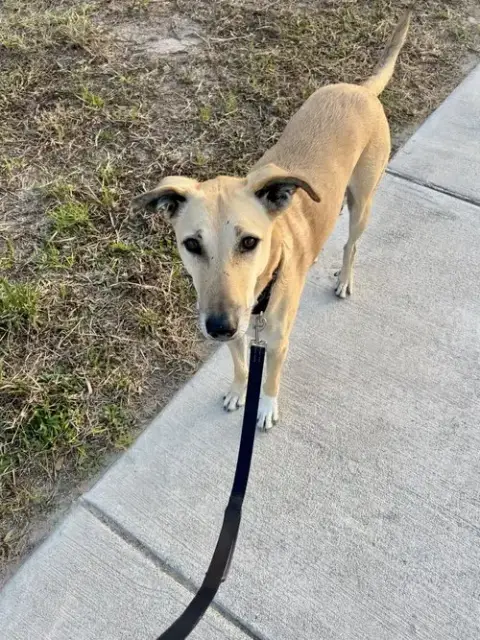 Brownie-  Courtesy Post photo 2