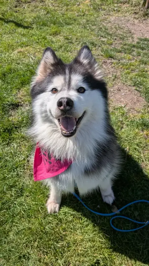 Nala
