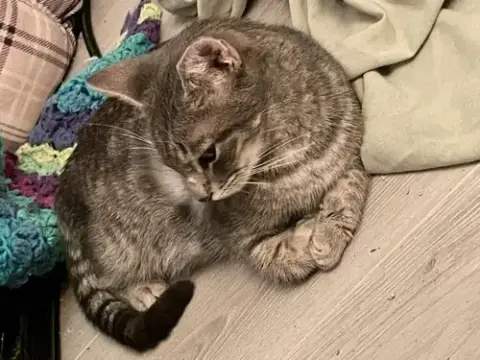 Puss In Boots