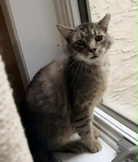 Fluffy Bob photo 2