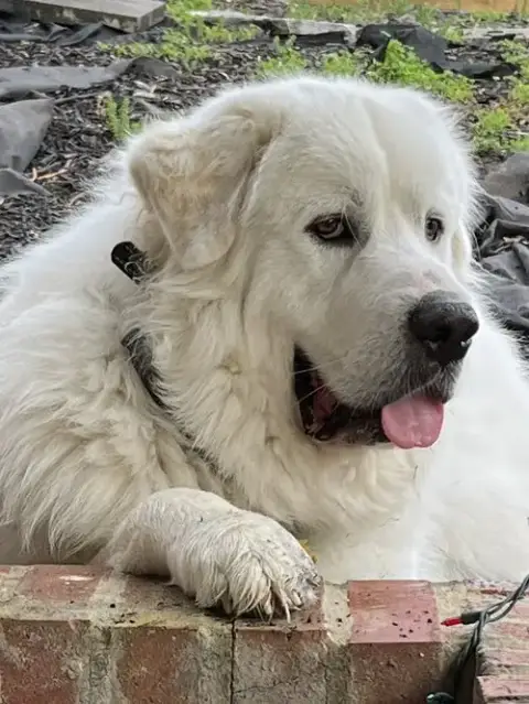 Oso