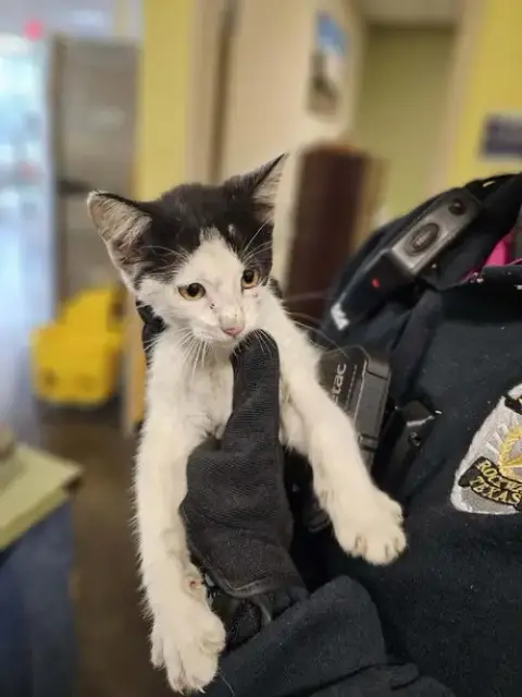 Found Stray: Daisy