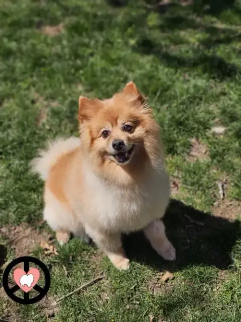 Roxy