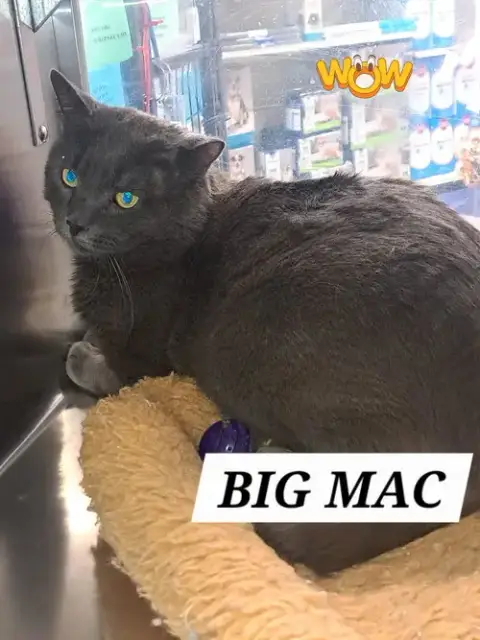 Bash Aka Big Mac photo 5