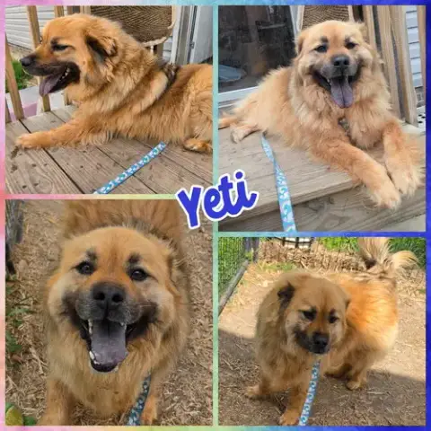 Yeti