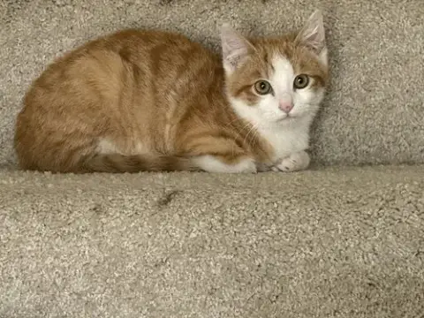 Kitten Rusty