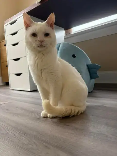Silas