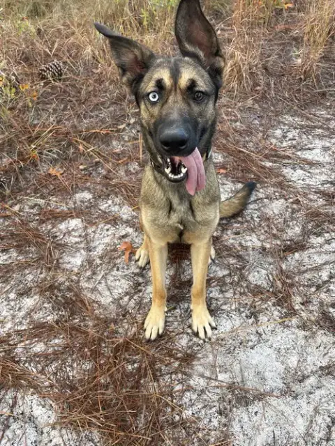 Zuzu